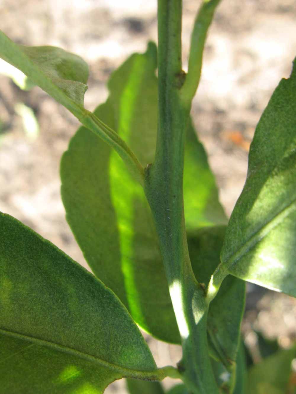              First year twig (Winter Haven, FL)       